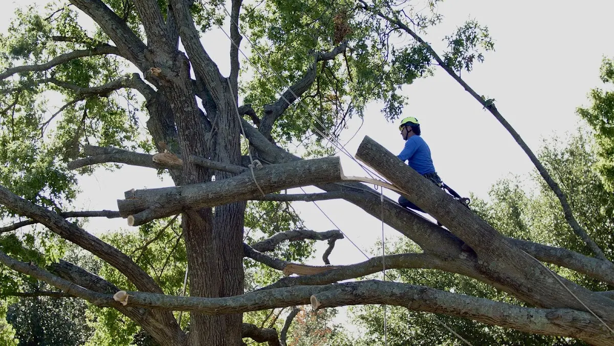 Professional Crown Thinning performed by certified arborists in Ellenwood