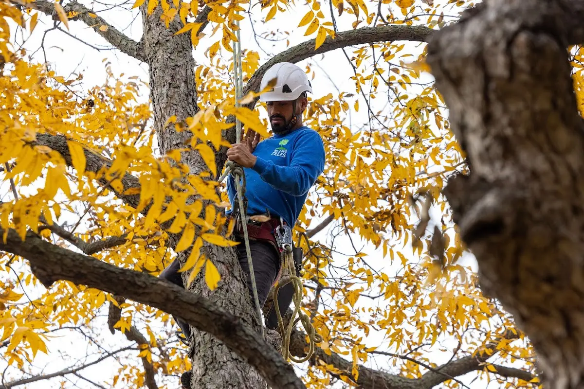 Skilled Tree Planing crew working in Ellenwood