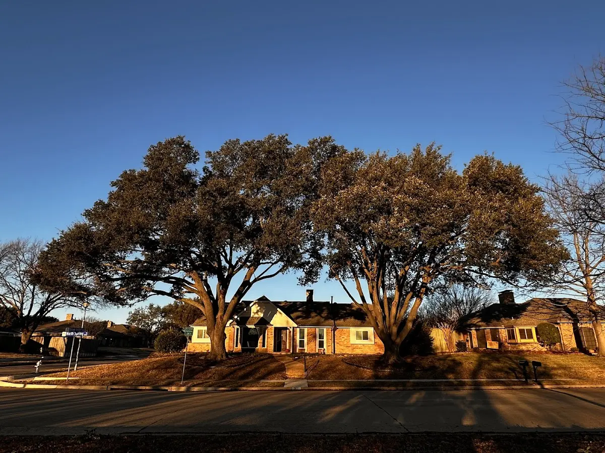 Established residential canopy tree shading a home in Ellenwood